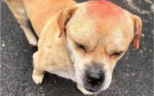 警犬腦袋紅一片！眾無奈笑嘆：這是襲警