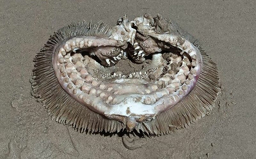 長毛海怪？密集尖齒布滿軀體超詭異