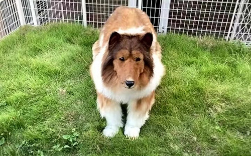 是人！日本男想當狗砸200萬圓夢 現況曝光