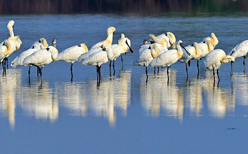 數量創新高！黑面琵鷺在台度冬突破4000隻