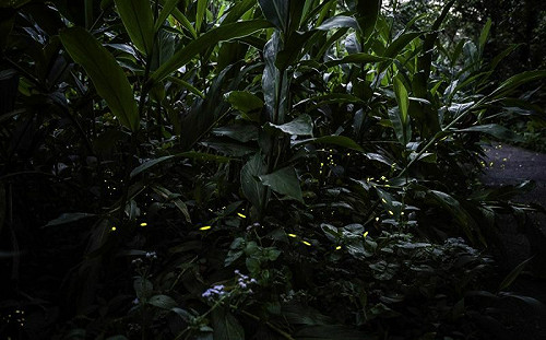 螢火蟲出沒木柵動物園！這2周時機最佳