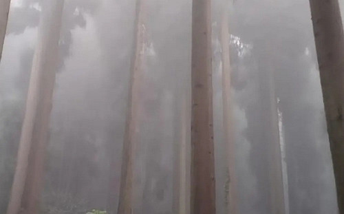 青年「網路約死」又一樁! 來自不同省分 3人在成都「迷霧森林」服毒自殺