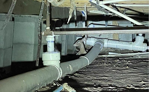 救援受困幼鹿！人員爬7公尺傻了：不是鹿啊