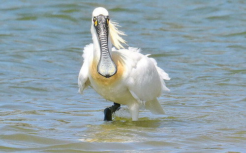 台東森林公園發現黑面琵鷺！一次9隻打破歷年紀錄