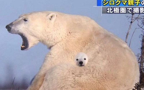 北極熊媽身上「長出小小熊」！無P照引熱議