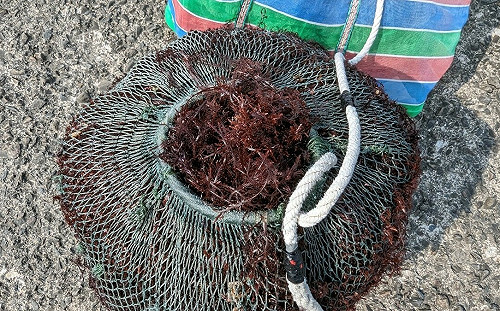 石花菜產季到  東北角石花菜翻出新花樣