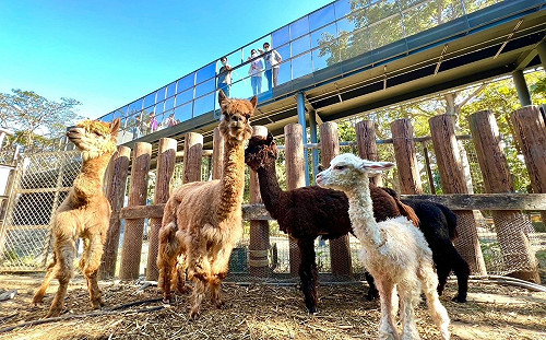 兼具動物保育與生命教育 壽山動物園REOPEN四個月破50萬人次