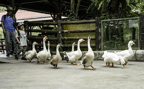 北市動物園現鳥鳥遊行！牠們屁顛排隊