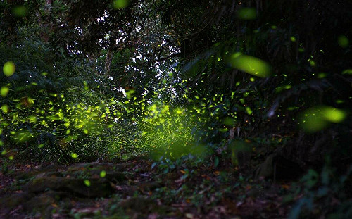 51勞動連假這樣玩！賞螢順遊台南楠西 景點看這裡