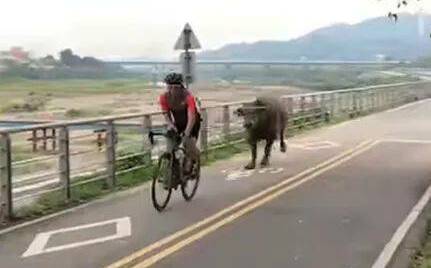 樹林河濱水牛狂追單車騎士  新北市府：積極處理求人牛平衡共存