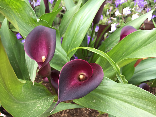 抓住春天的尾巴 彩芋和百合盛放奇景在這裡！