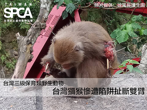 山林奪魂鋸！ 動保團體籲禁殘忍山豬吊