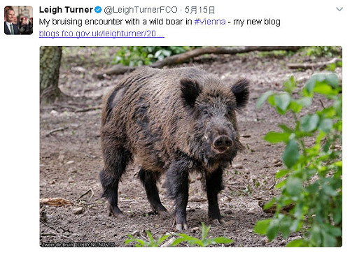 英駐奧地利大使跟野豬耍外交手段  驚險逃生