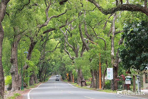 鐵馬遊集集！綠色隧道夾道成蔭涼爽又愜意