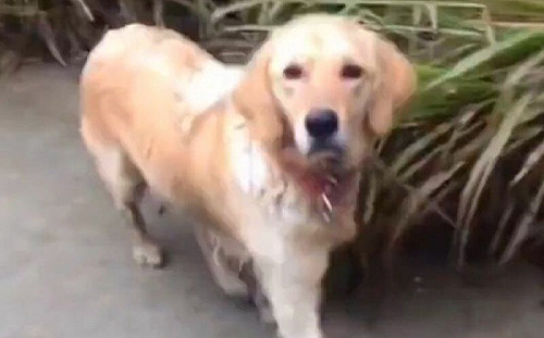 她見浪汪抬頭！那臉竟是「失蹤1年的愛犬」