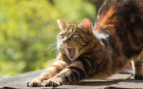 貓沒你才不會寂寞！獸醫師解答285個問題