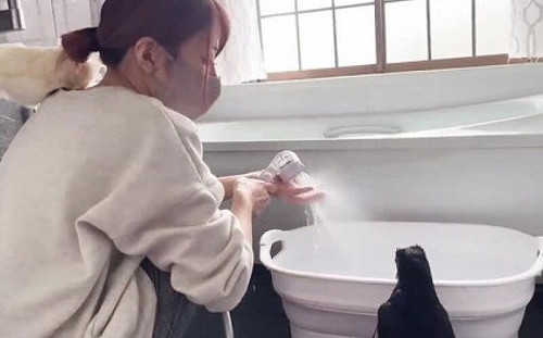 落難小烏鴉被養一年超乖！能聽懂主人說話