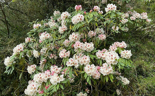 玉山旱象未解！主峰高山杜鵑花苞數量少 