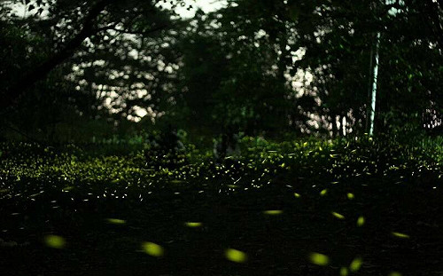 南投賞螢去！到竹山秘境體驗夏日「螢」河夜遊