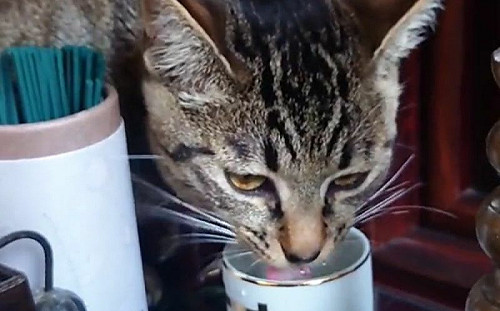佛桌上水杯總是空！飼主目擊偷水喵現身