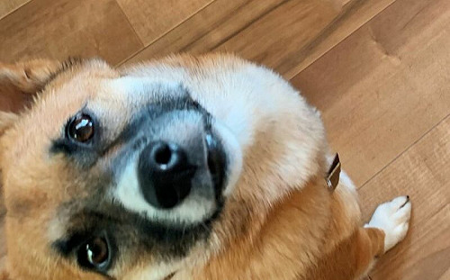 狗屋被貓「非法佔用」！飼主一看爆笑