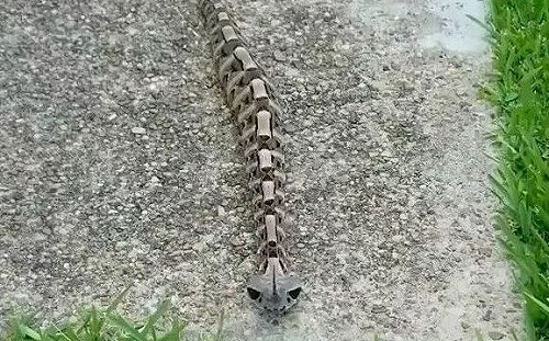 超毒「鐵鍊怪蛇」好嚇人　一動起來形象崩壞