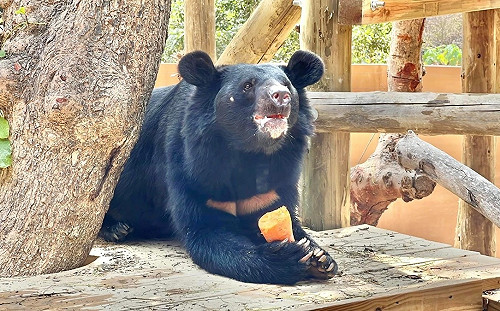 壽山動物園打造人熊友善環境  黑熊展現多樣姿態