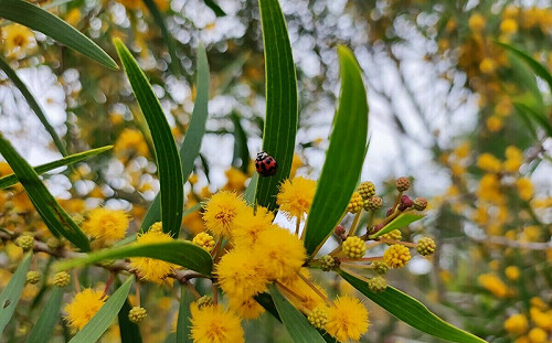 可愛黃花綻放山頭！5/28到苗栗火炎山看相思樹開花