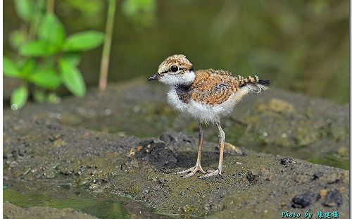 如何處理幼鳥落巢？嘉縣政府教三招