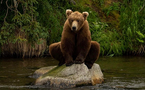 工讀生是你嗎？大棕熊「青蛙蹲」獵奇姿勢曝光！網笑 : 在拍電影嗎