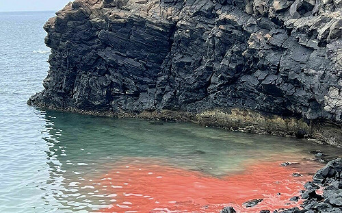 澎湖限定美景！七美珊瑚產卵了  臥牛海域成浪漫粉紅海