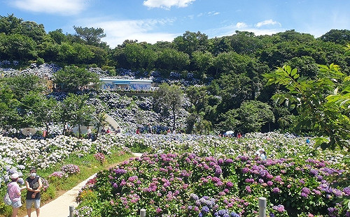 繡球花開 新北網美必訪打卡賞花景點 