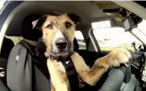 你確定車是「它」開的? 美司機疑酒駕被警攔 把狗換上駕駛座企圖躲刑責