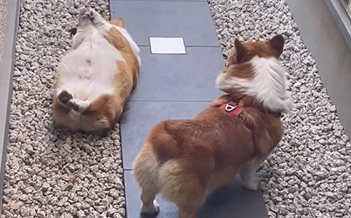 科基個性大不同！哥謹慎「弟弟卻像團麻糬」