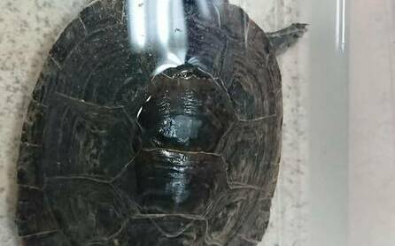 世界烏龜日 新北去年救援烏龜案達216件