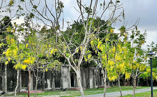 浪漫黃金雨登場！台南賞花順遊行程這樣安排