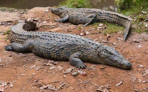 海中鱷口逃生！鱷魚咬住潛水員的頭 澳洲男子緊急這樣做才保住一命.......