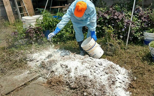 生石灰成防疫生力軍 新北力守蛋雞健康見成效