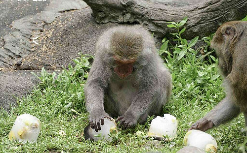 近距離觀察動物！台北「夜宿動物園」國小營隊7月登場