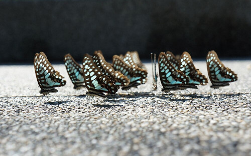 近距離欣賞蝴蝶舞姿！新北滿月圓賞蝶導覽7月登場