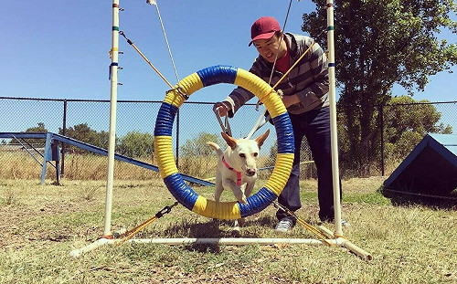 新北市毛寶貝跨海認養  美國訓犬師回台尋根助訓成佳話