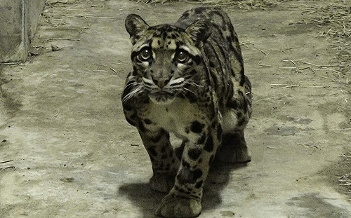 活動場整修半年完工！北市動物園：雲豹「Suki」重返台灣動物區