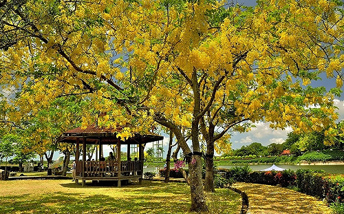 台南初夏必訪美景！「蓮花、阿勃勒、鳳凰花」綻放超吸睛