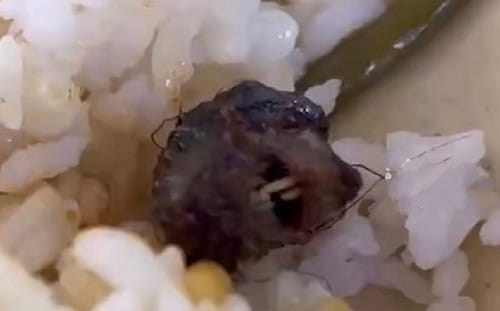 現代版指鹿為馬？中國學校食堂吃出老鼠硬說鴨脖 批評者被迫刪文