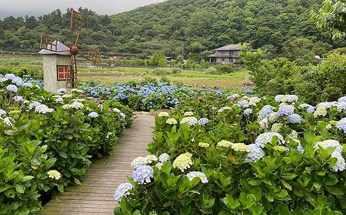 把握繡球花季尾聲！到陽明山竹子湖「4步道」享受愜意賞花時光