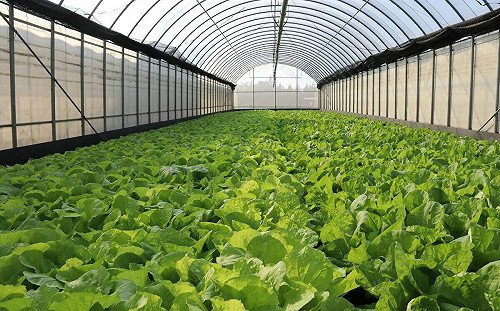 「丹娜絲」颱風逼近、休市預期心理  蔬菜豬肉雙漲　北農：買氣熱絡