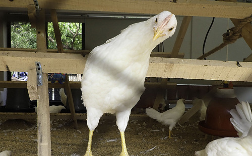 端午最新玩法！台北市立動物園百人立蛋挑戰6/22登場