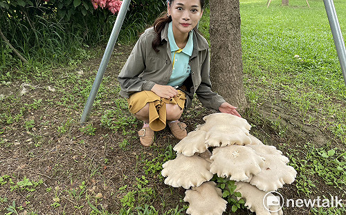 梅雨促生機  山上花園水道博物館再現巨無霸金福菇