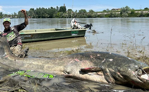義大利水怪現形！釣客捕獲3公尺巨型鯰魚