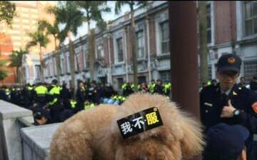 四叉貓翻出狗反服貿舊照 嗆：有人連狗都不如